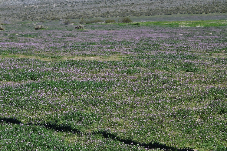 field of purple ground cover